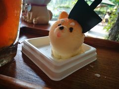 柴犬蛋糕-柴犬高等学院·狗咖·柴犬售卖·宠物训练