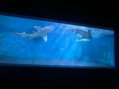 -北戴河圣蓝海洋公园