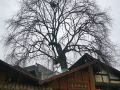 -后柳水乡