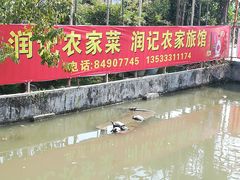 -润记农家菜
