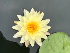 -中国科学院华南植物园