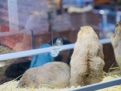 -酷以爬仙阁实体爬宠店·守宫·蜥蜴·专业繁育