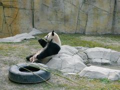 -上海野生动物园