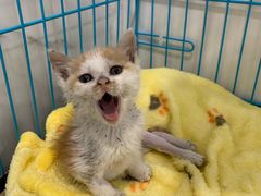 -萌兽医馆·宠物医院·猫骨科(创景店)