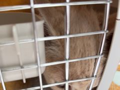 -宠福鑫康馨动物医院·骨科·眼科