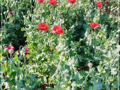 -国家植物园南园