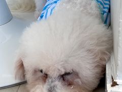 -怪兽屋·羊驼·猫咖·狗咖(俊华广场店)