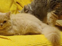 -Sweet cat·星愿猫咖(国贸大厦店)