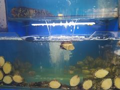 -桔子海鲜烧烤大排档(金沙滩店)