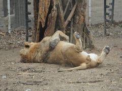 -北京野生动物园