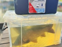 -酷鱼垂钓CLUB(朝阳区博大路店 )