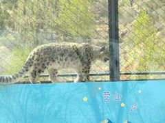 -青藏高原野生动物园