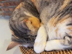 -豆逗聊愈猫阁Easy Life