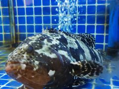 -陆记鹅庄·潮汕菜·狮头鹅(大仟里店)