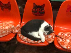 -猫咪博物馆(顶澳仔猫街店)