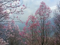 -九皇山景区