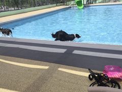 -爪吧宠物乐园 (温榆河示范区店)