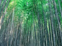 -杭州植物园