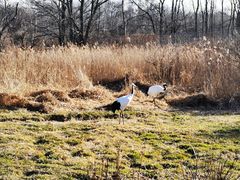 -钏路市丹顶鹤自然公园