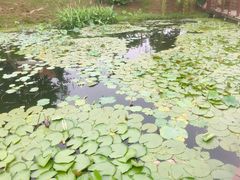 -大塘金香草谷