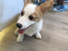 -浣熊柯尔鸭土拨鼠·电玩咖