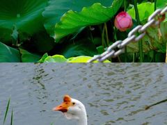 -黄兴公园