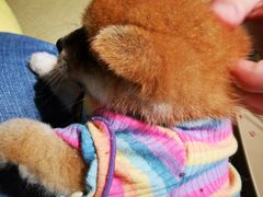 -逗柴咖啡屋·狗咖猫咖宠物桌游