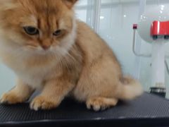 -爱洗澡的猫(天河路店)