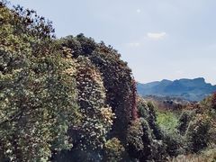 -贵州百里杜鹃风景名胜区