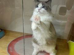 -青奢宠物·青奢猫舍