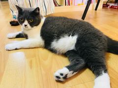 -猫音日语留学培训