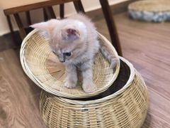 -楼上猫咖(罗湖店)