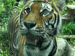 -鸡鸣汤包(红山动物园店)