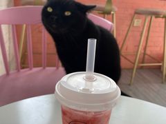 -喵屿·大理花园猫咖