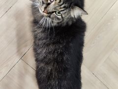 -安格丽娜·狗咖·猫咖羊驼咖(春熙路百盛商场店)