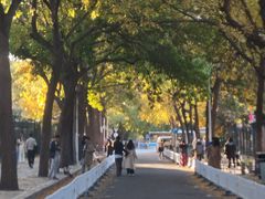 -三里屯东五街银杏大道