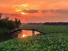 -白洋淀景区