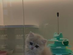 -小猫来了·猫咪专售(红山六九七九店)