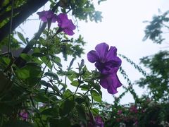 -Lam Vien Restaurant