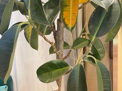 -杨国福麻辣烫(庆春路店)