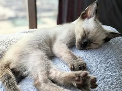 -欣宠猫屋·矮脚拿破仑·蓝金金渐层