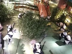 -成都泰迪熊博物馆