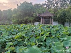 -莲湖公园