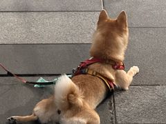 -瑞虹新天地月亮湾