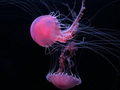 -欢乐海岸海洋奇梦馆