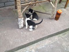 iphone_upload_pic-雅安上里古镇