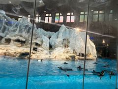 -帝企鹅自助餐厅•儿童岛•真企鹅(长隆企鹅酒店)