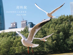 -深圳湾公园(南山区)
