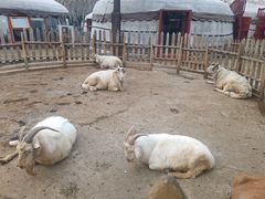 -蒙古大营(朝阳公园店)