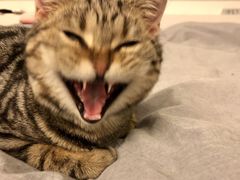 -伟伟宠物医院·瑞派猫友好医院·猫科(光谷店)